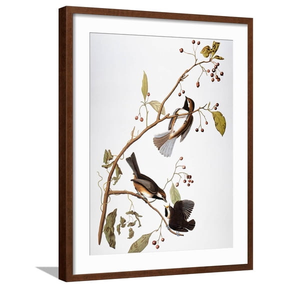 Art.com Audubon: Chickadee Giclee Print by John James Audubon, Brown Frame Wall Art, 23" x 29"