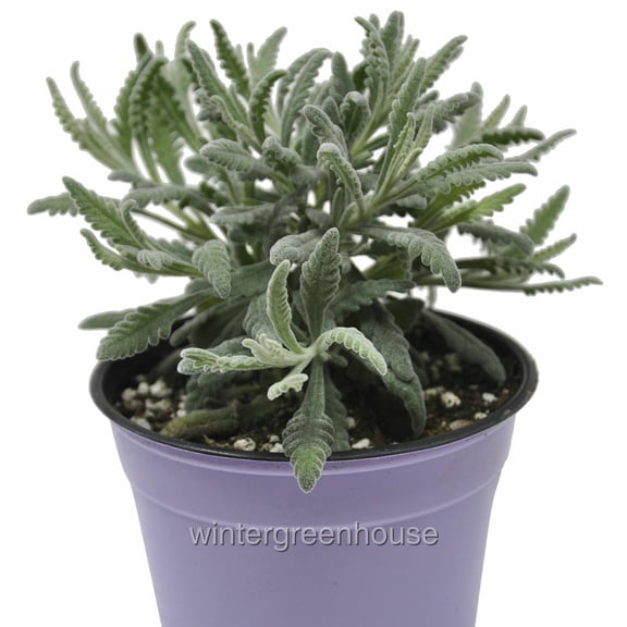Lavandula Angustifolia, Goodwin Creek, Herb Lavender - Pot Size: 3.5" - Flowers, House Plants
