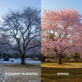 thumbnail image 5 of Pink Flowering Cherry Tree Live in 2.5'' Pot, Vibrant Cherry Blossom Tree for Planting, 5 of 5