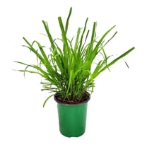 Tropical Plants of Florida 16" to 18" Lemongrass Herb Plant; Cymbopogon Citratus, Fragrant, Green