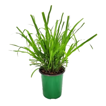 Tropical Plants of Florida 16" to 18" Lemongrass Herb Plant; Cymbopogon Citratus, Fragrant, Green