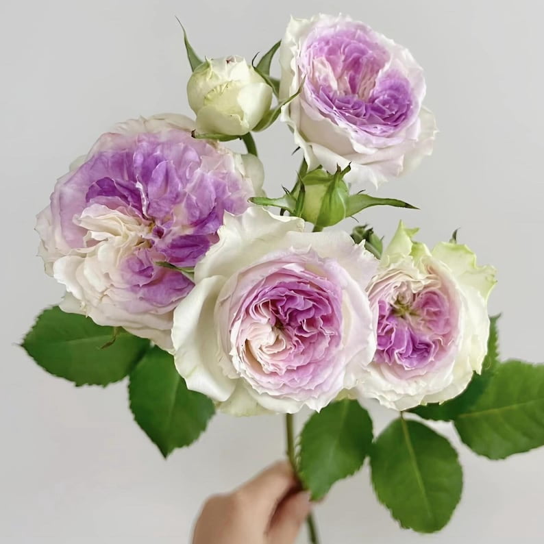 30 Blue Moonstone Rose Seeds - Perennial Flowering Non- Heirloom Roses for Spring to Fall Blooms