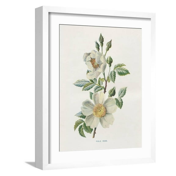 Art.com Field Rose Art Print by Gwendolyn Babbitt, White Frame Wall Art, 17" x 21"