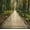 The Wild Gardens Of Acadia National Park I, variant on Elephant Stock Jungle Adventure Rope Bridge Wall Art - Horizontal Canvas Wall Art - Living Room Wall Decor - Architecture Canvas - Green And Brown Decor - 12" x 8"