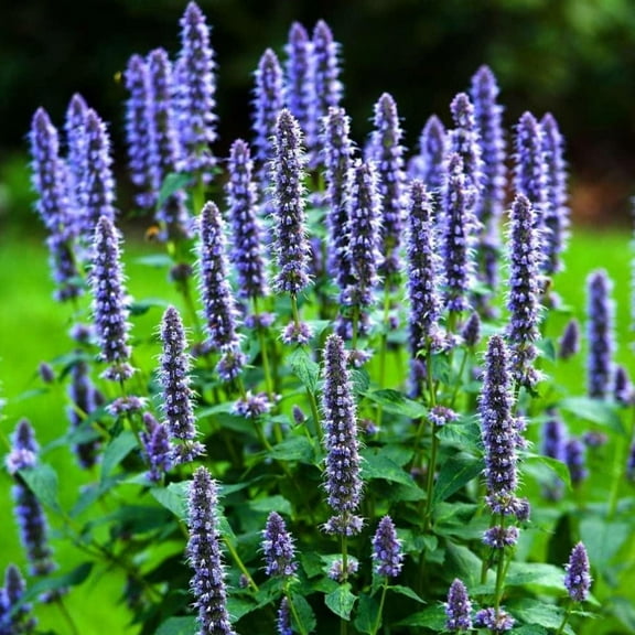 TomorrowSeeds - Korean Mint Seeds - 1500  Count - For 2026 Planting Heirloom Herb Giant Hyssop