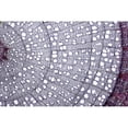 thumbnail image 1 of Tilia Prepared Slide, 1 of 1