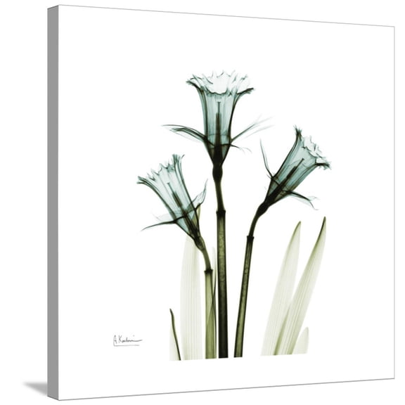 Art.com A Daffodil Day Stretched Canvas Print Wall Art by Albert Koetsier, 30" x 30"