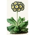 thumbnail image 3 of Anonymous 16x24 Black Modern Framed Museum Art Print Titled - Auricula (1852-1861), 3 of 5