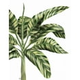 thumbnail image 2 of Fab Funky 15x18 White Modern Wood Framed Museum Art Print Titled - Banana Tree 3, Green, 2 of 4