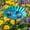 Blue, variant on Metal Flower Bee Waterer Garden Stake, Waterproof Rustproof Insect Bird Bath Feeder Outdoor Yard Decorative Stake Ornament