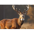 thumbnail image 4 of Wildlife Themed Realistic Deer Image Backdrop Banner Background Party Decorations Photography Props Forest Themed Events Nature Inspired Gatherings Outdoor Celebrations, 4 of 8