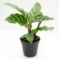 thumbnail image 3 of Calathea Freddie - 5 Live Plants in 4 Inch Growers Pots - Calathea Concinna 'Freddie' - Beautiful and Elegant Easy Care Indoor Houseplants from The Nursery, 3 of 7