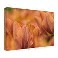 thumbnail image 4 of Trademark Fine Art 'Orange Tulips' Canvas Art by Cora Niele, 4 of 4