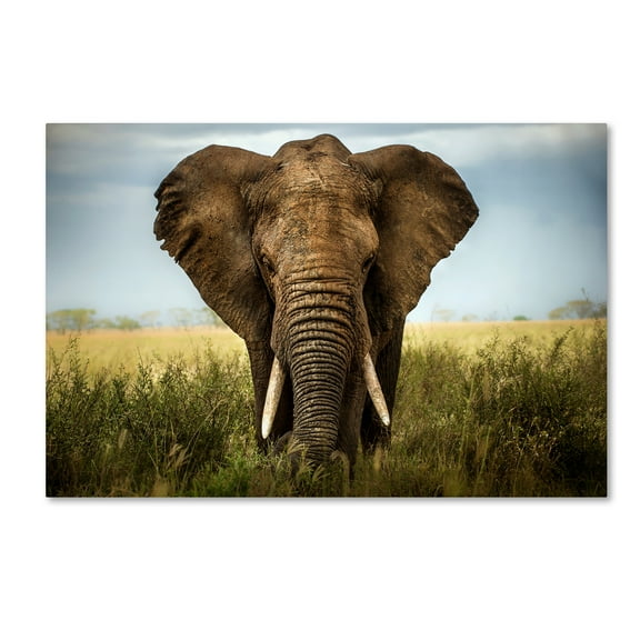 Trademark Fine Art 'Encounters In Serengeti' Canvas Art by Alberto Ghizzi Panizza