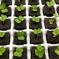 thumbnail image 3 of 50 Pcs Seedling Block Peat Planting Block For Gardening Hydroponics Soilless Cultivation Plants Germination, 3 of 8