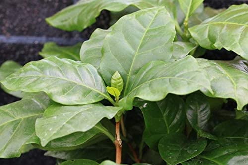 Coffee Plant - Live Plant in a 4 Inch Pot - Coffea Arabica - Beautiful Easy Care Indoor Houseplant