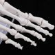 thumbnail image 5 of Modelo Anatómico Del De La Articulación Del Pie De Tamaño Natural Médico, Anatomía Humana, Herramienta De Enseñanza Macarena Esqueleto del pie humano, 5 of 8