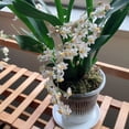 thumbnail image 2 of Orchid Flower Pot Clear Orchid Pot with Drainage Holes Raised Bottom Breathable Slotted Plant Pot for Repotting Indoor Outdoor Use, 2 of 7