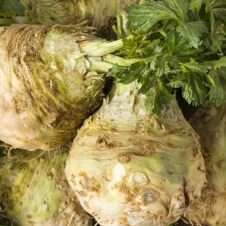 Celeriac Celery Root Plants, 2 Live Heirloom Plants in 4 in Pots, Non-GMO