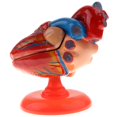 thumbnail image 2 of Modelo de Corazón Humano Sunnimix Estatua del Corazón, 2 of 8