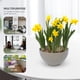 thumbnail image 3 of 1pc Simulación Piedra Hidropónica Plantación de Cuenca Lily Narcissus Planting Bowl, 3 of 4