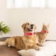 thumbnail image 4 of Pet Bone Rhinestone Collar - Ajustable 20-28cm, Material PU, Campana, para Perro/Gato, Regalo, 4 of 4