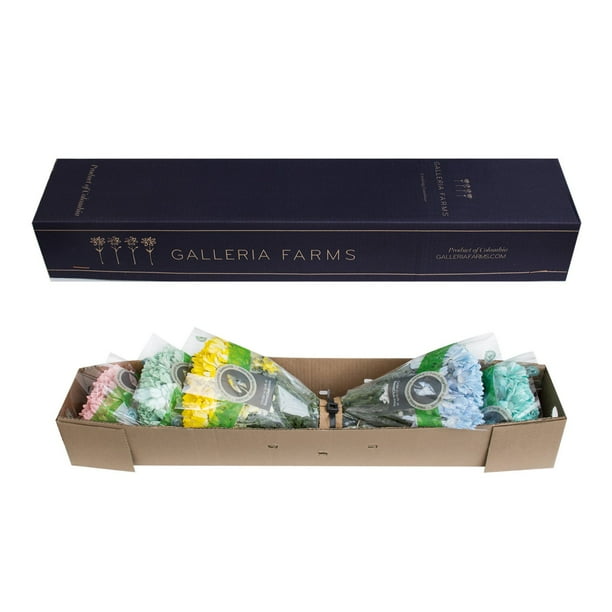 Pompon Painted Sand (60 Stems) - Samsclub.com
