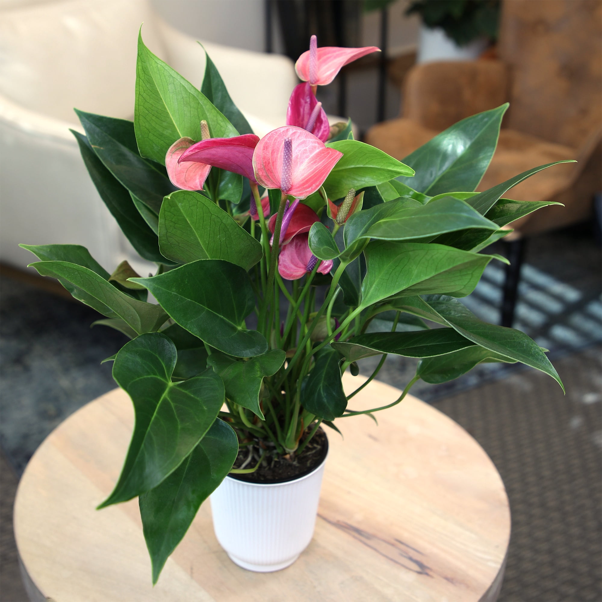 Altman Plants Purple Mix Anthurium Plant Gift, White Pot, 10-12" Tall Flamingo Flower Lily