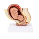 thumbnail image 2 of Laboratorio / Pelvis Humana 1: 1 Y Modelo de Desarrollo Fetal de Feto de Bebé, 2 of 7