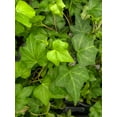 thumbnail image 2 of Live Green English Ivy Plant - 4" Decorative Holiday Pot, 2 of 5