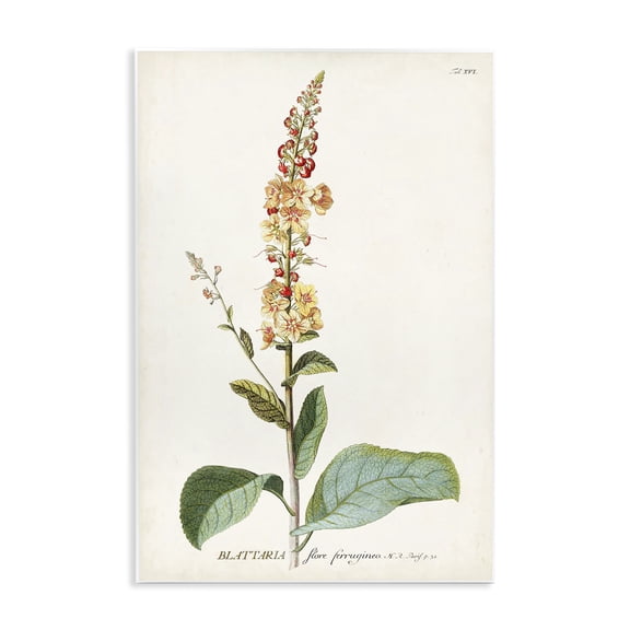 Stupell Industries Traditional Scientific Botanical Plant Wall Plaque Art, 13 x 19, by Unknown Artist