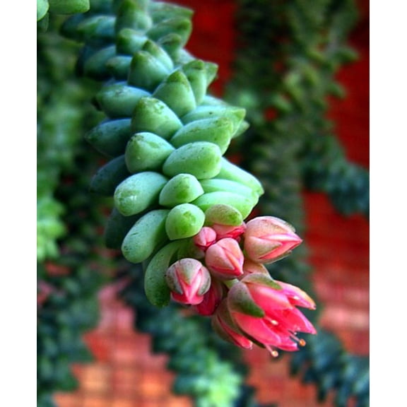 Burro's Tail Succulent - 2.5" Pot - Sedum morganianum