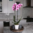 thumbnail image 3 of Just Add Ice 16-30" Watercolor Pink Premium Orchid Live Plant in 5" White Ceramic Pot, House Plant, 3 of 6