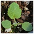 thumbnail image 2 of Everwilde Farms - 1 lb Desert Globemallow Native Wildflower Seeds - Gold Vault Bulk Seed Packet, 2 of 2