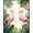 Pink Green, Pattern 15, variant on ODIKA 8'x10' Washable Area Rug Watercolor Leaves Botanical Frond Border Jungle Motif Exotic for Dining Room, Large Office, Lounge, Non-Slip Chair-Friendly Mat