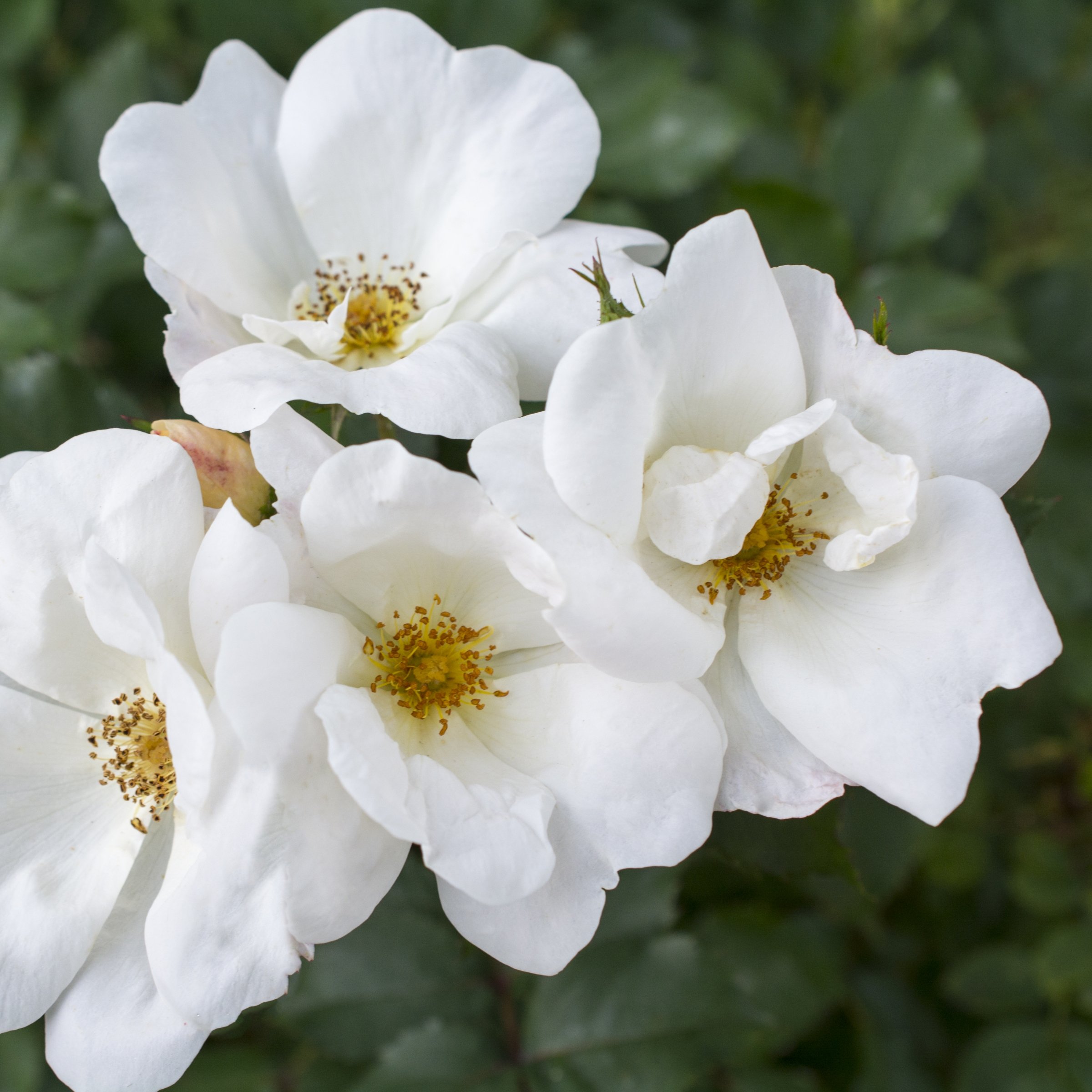 National Plant Network 3 gal. Rose White Knock Out Shrub