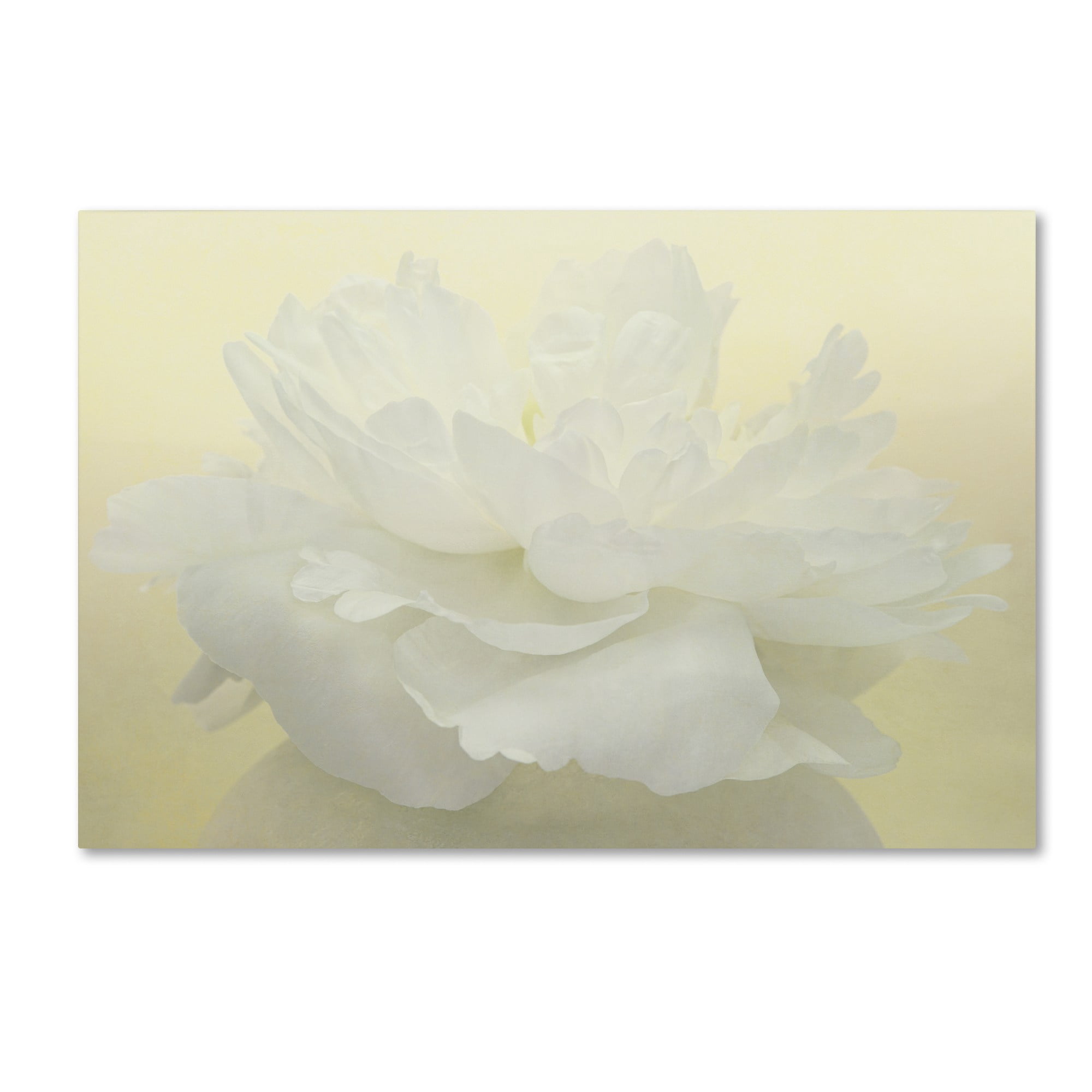 Trademark Fine Art 'Pure White Peony' Canvas Art by Cora Niele