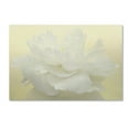 thumbnail image 2 of Trademark Fine Art 'Pure White Peony' Canvas Art by Cora Niele, 2 of 4
