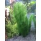 thumbnail image 3 of Decoración para acuario SSuperp 3 PIEZAS Plantas acuáticas verdes artificiales 30 cm, 3 of 5