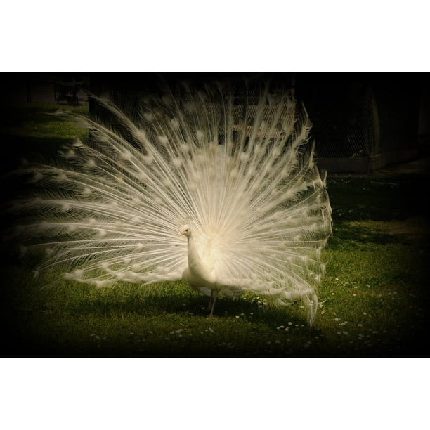 Tail Feathers White Peacock Zoo White Peacock Bird Inch By 30 Inch Laminated Poster With Bright Colors And Vivid Imagery Fits Perfectly In Many Attractive Frames Walmart Com Walmart Com Tail Feathers White Peacock Zoo White Peacock Bird Inch By 30 Inch Laminated Poster With Bright Colors And Vivid Imagery Fits Perfectly In Many Attractive Frames Walmart Com Walmart Com