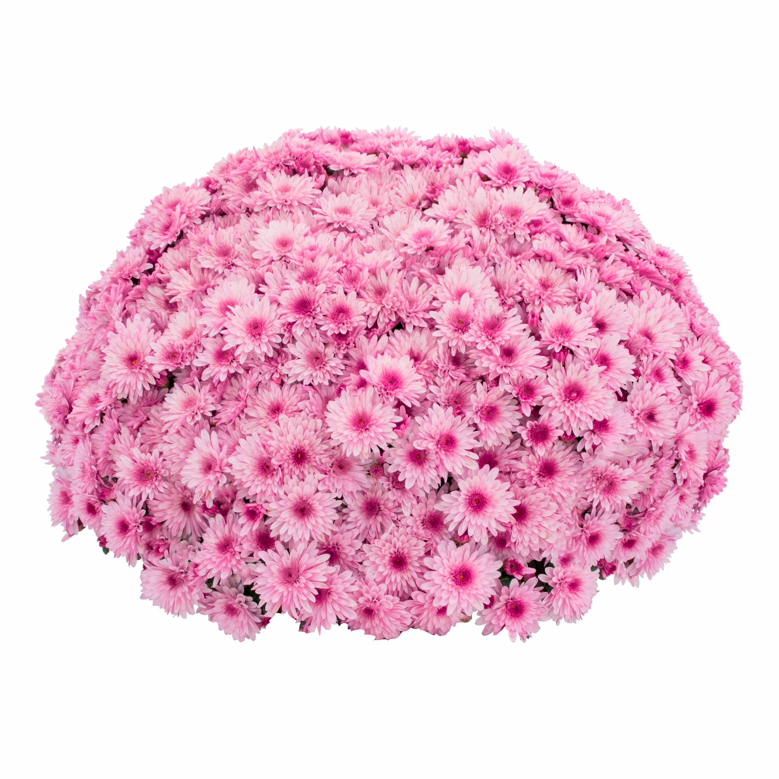 Better Homes & Gardens 1.5G Purple Mum Live Plant in Decorative Pot