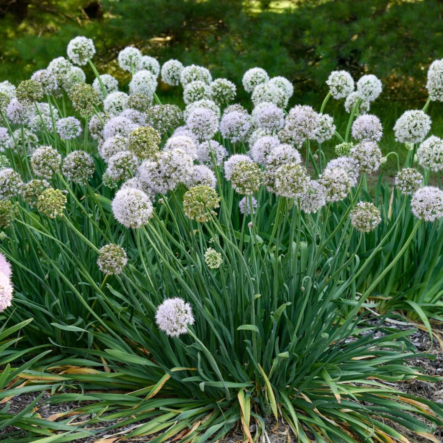 Proven Winners 6" Purple 'Bobblehead' Ornamental Onion Live Plant in 6.5" Pot