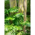 thumbnail image 2 of Gulin, Sylvia 12x14 Gold Ornate Wood Framed with Double Matting Museum Art Print Titled - Hawaii-Maui-Up Country-Kula-Kula Botanical Gardens with Rainbow eucalyptus trees, 2 of 4
