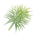 thumbnail image 4 of Artificial Pine Plant Simulation Greenery Home pine artificial pine Office Ornament Fake Plant Decoration, Green, 4 of 8