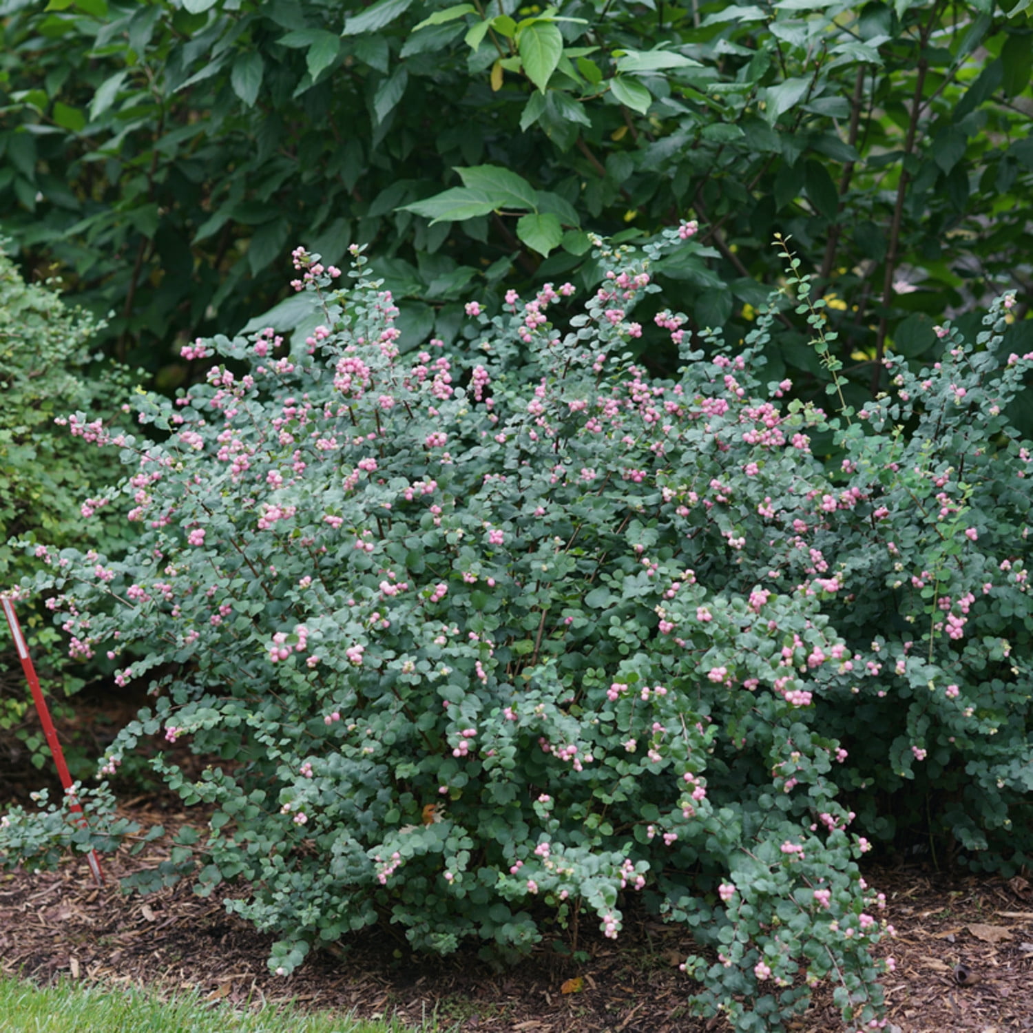 Proven Winners ColorChoice 5" Proud Berry Pink Coralberry Live Plant in 4.5" Pot (4 Count)