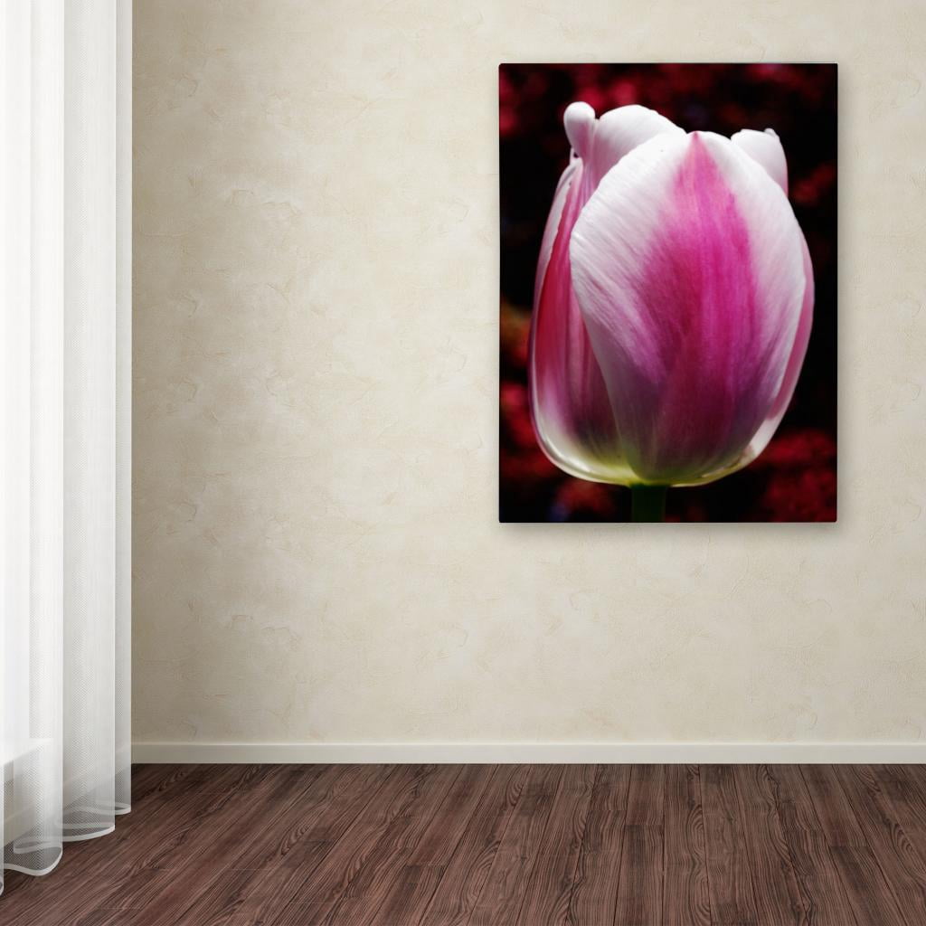 Trademark Fine Art "Perfect Pink and White Tulip" Canvas Wall Art by Kurt Shaffer