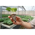 thumbnail image 3 of 5 CHAROLA GERMINADORA 200 CAVIDADES / SUNCOVER SUNCOVER AGRÍCOLA / RIEGO, 3 of 6