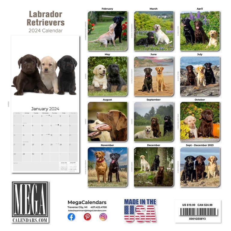 2023 2024 Labrador Retriever Calendar Mixed - Dog Breed Monthly Wall  Calendar - 12 x 24 Open - Thick No-Bleed Paper - Giftable - Academic  Teacher's Planner Calendar Organizing & Planning - Made in USA - Walmart.com