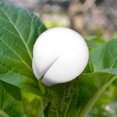 thumbnail image 3 of 30mm Sponge Cylinders Soilless Hydroponic Sponge For Hydroponic Seed Growth, 3 of 5