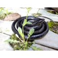 thumbnail image 4 of Realistic Rubber Black Snake 51 Inch Long Scare Fidget Toys Prank for Practical Jokes, 4 of 5